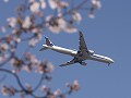 桜と飛行機 ANA/773